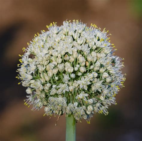 Allium, Garden Onion, Edible Onion, Red Onion Red Burgermaster