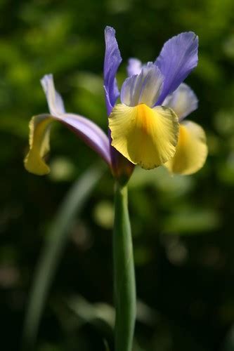 Dutch Iris Oriental Beauty