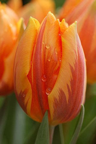 Triumph Tulip Prinses Irene