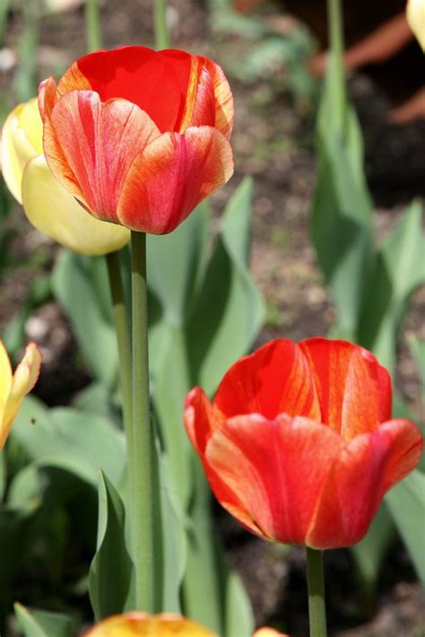 Darwin Hybrid Tulip American Dream