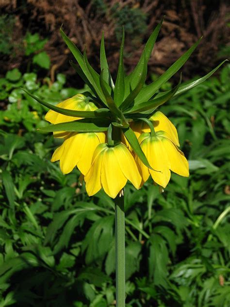 Fritillaria, Crown Imperial Fritillary Lutea Maxima