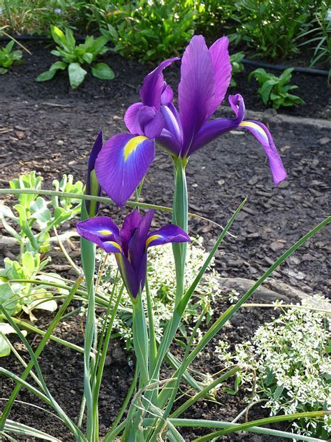 Dutch Iris Purple Sensation