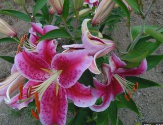 Oriental Lily Merostar