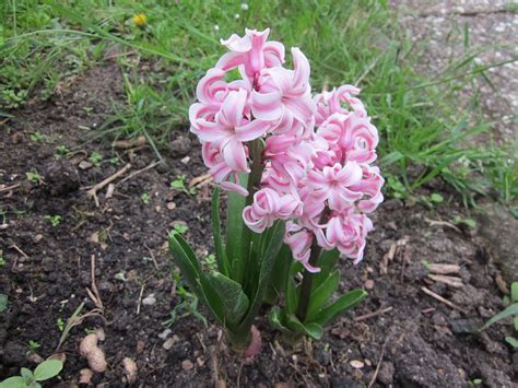 Hyacinthus, Dutch Hyacinth China Pink