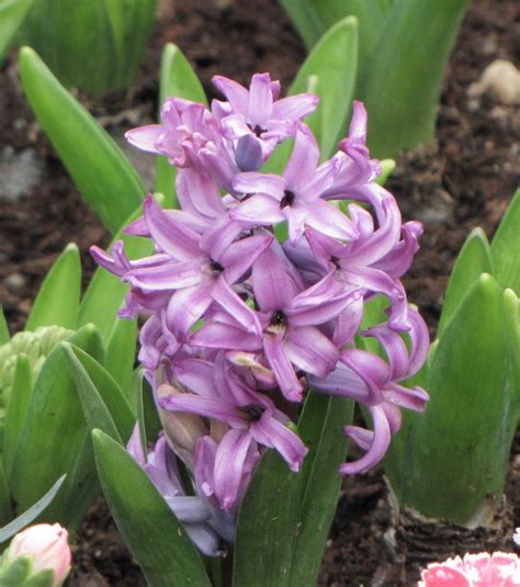 Hyacinthus, Dutch Hyacinth Chestnut Flower