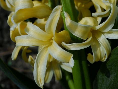 Hyacinthus, Dutch Hyacinth Yellow Queen