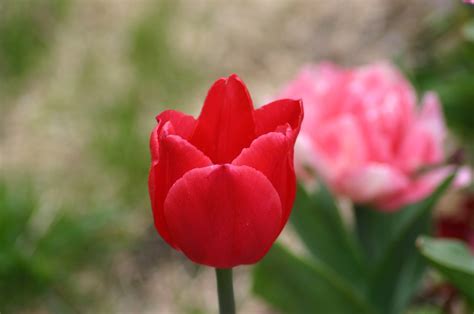 Single Early Tulip Christmas Marvel