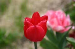Single Early Tulip 'Christmas Marvel'