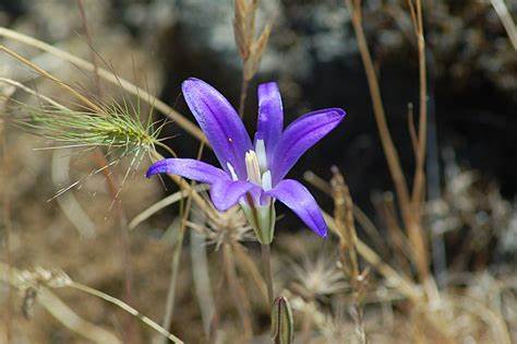 Brodiaea Species, Elegant Brodiaea, Elegant Cluster-Lily, Harvest Brodiaea