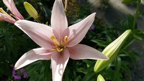 Long Tube Surprise Lily, Trumpet Surprise Lily