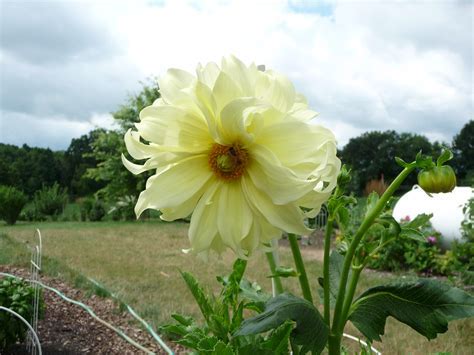 Formal Decorative Dahlia Edna Comstock