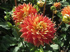 Informal Decorative Dahlia 'Gitts Attention'