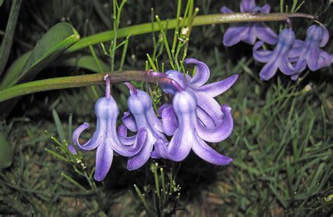 Hyacinthus, Dutch Hyacinth Lord Balfour