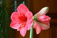 Amaryllis 'Merengue'