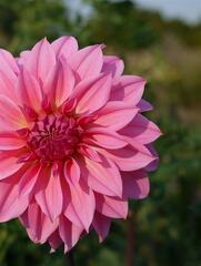 Heirloom Dahlia, Formal Decorative Dahlia 'Lavender Perfection'