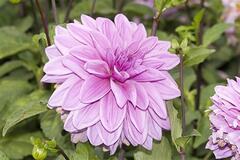 Heirloom Dahlia, Formal Decorative Dahlia 'Lilac Time'