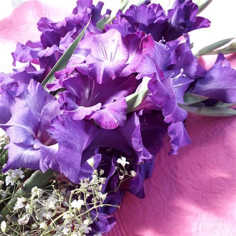 Gladiolus My Love