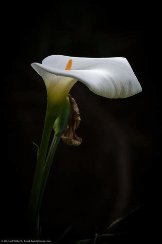 Zantedeschia, Calla Lily Purple Sensation