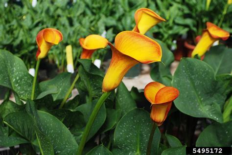 Zantedeschia, Calla Lily Anneke