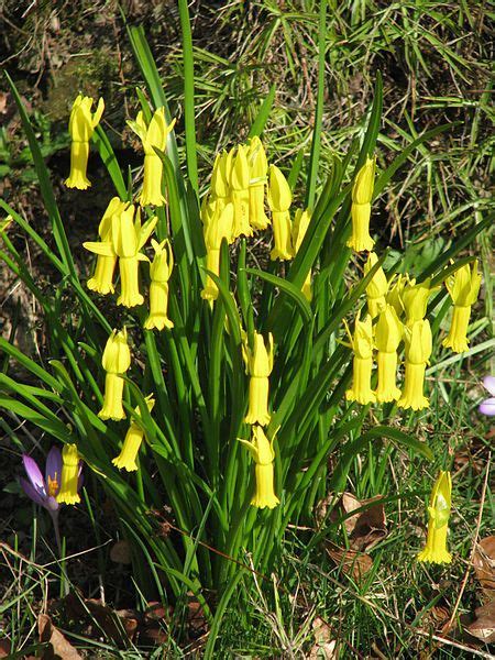 Cyclamineus Narcissus, Cyclamen Daffodil Jenny