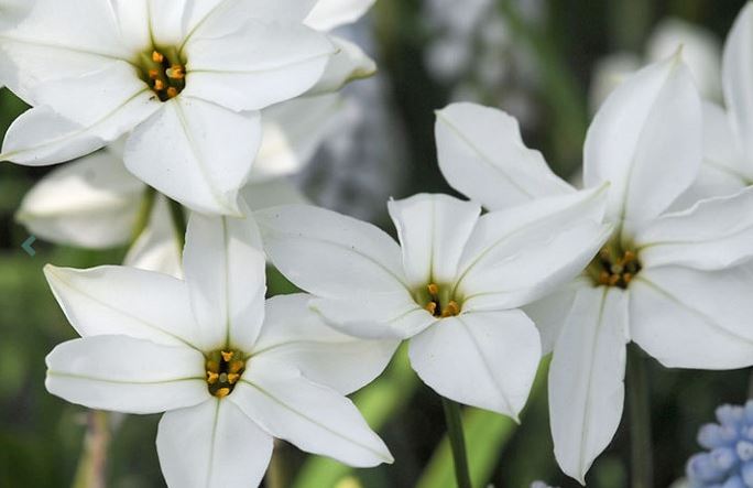 Ipheion, Spring Starflower Alberto Castillo