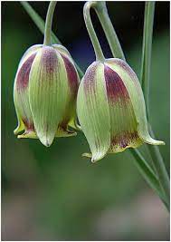 Fritillaria Species, Fritillary