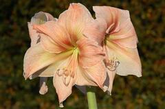 Hippeastrum, Amaryllis 'Exotica'