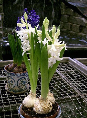Hyacinthus, Heirloom Dutch Hyacinth Oranje Boven