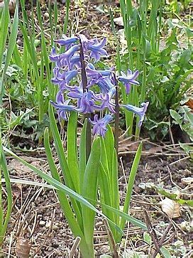 Hyacinthus, Heirloom Dutch Hyacinth Menelik