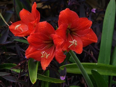 Amaryllis Ruby Meyer