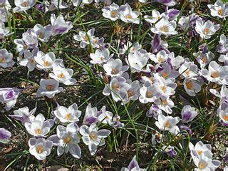 Snow Crocus, Golden Crocus Prins Claus