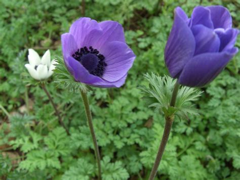 Anemone, Grecian Windflower, Poppy Anemone Lord Lieutenant