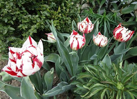 Lily Flowering Tulip West Point