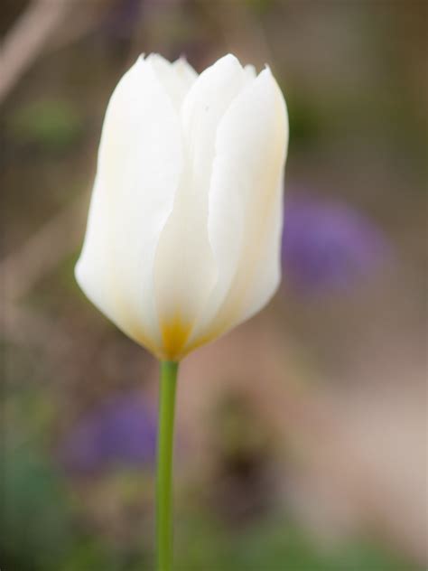 Lily Flowering Tulip White Triumphator