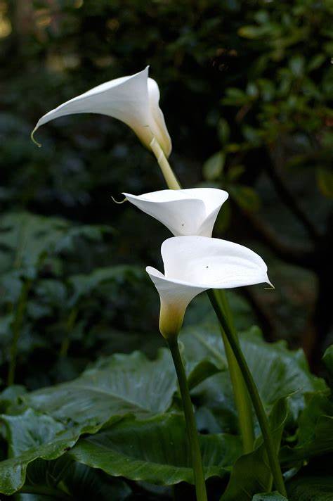 Zantedeschia, Arum Lily, Calla Lily Captain Samos