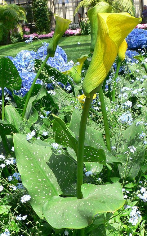 Zantedeschia, Calla Lily Millenium Gold