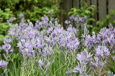 Camassia Blue Danube