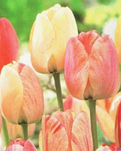 Darwin Hybrid Tulip Silverstream