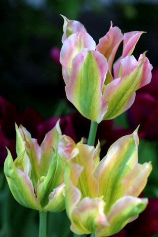 Viridiflora Tulip Deirdre