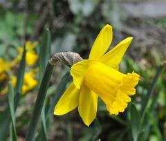 Short-cupped Narcissus, Small-cupped Daffodil 'Seagull'