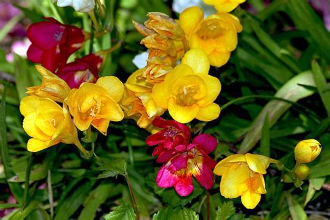 Freesia Joan Evans