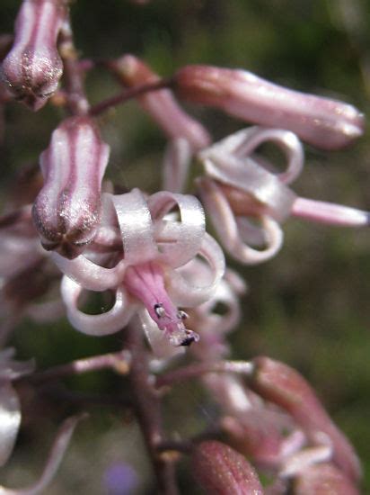 Drimia Species