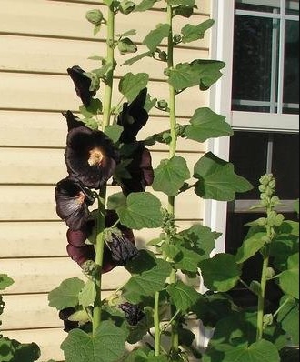 Alcea, Common Hollyhock, Garden Hollyhock The Watchman