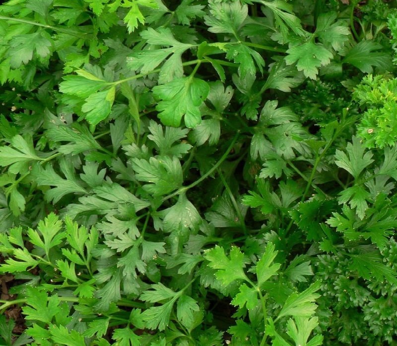 Petroselinum, Flat-Leaf Parsley, Giant Italian Parsley Prezzemolo Gigante dItalia