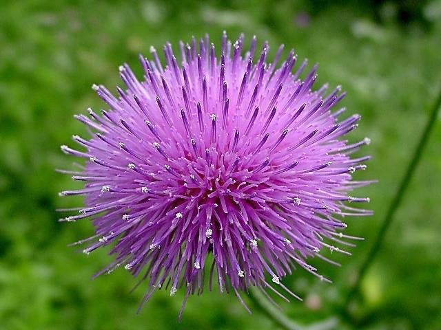 Cirsium Species, Southern Thistle, Texas Purple Thistle, Texas Thistle
