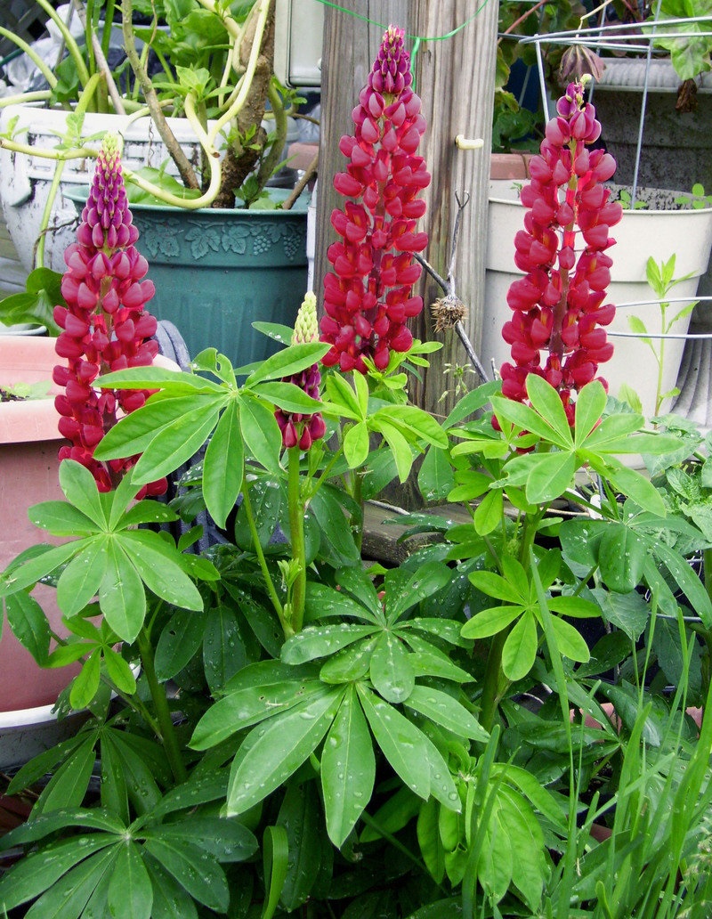 Lupinus, Lupin, Lupine Morello Cherry