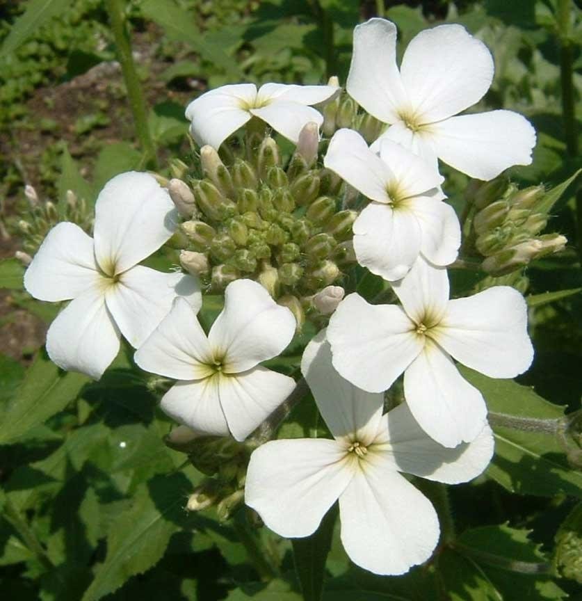 Hesperis, Dames Rocket, Sweet Rocket Alba