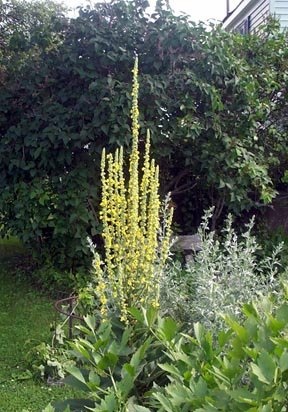 Verbascum Species, Silver Mullein, Turkish Mullein, Wild Verbascum