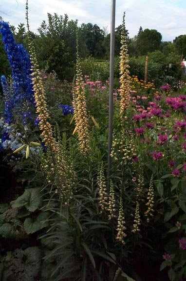 Digitalis Species, Foxglove, Rusty Foxglove