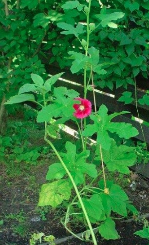 Alcea Species, Antwerp Hollyhock, Figleaf Hollyhock
